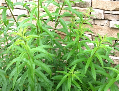 Verbena odorosa