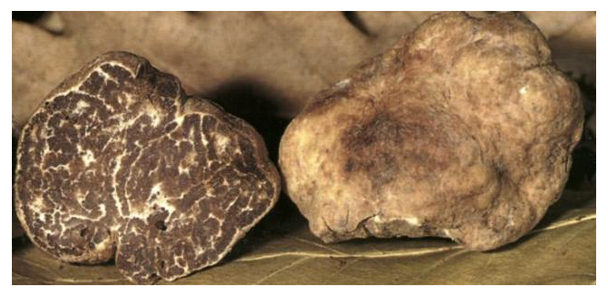 sezione tartufo bianchetto